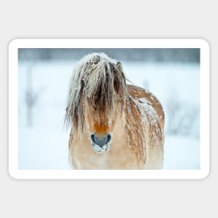 Shaggy Horse In Winter Sticker